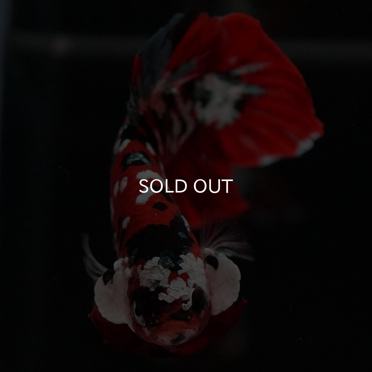 画像11: HMPK 鯉カッパーギャラクシー (11)