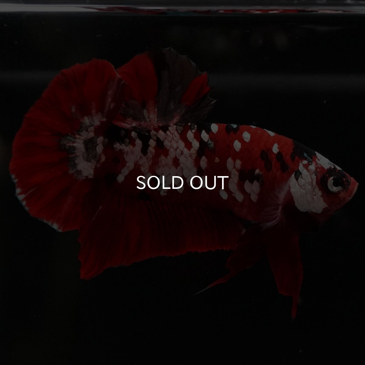 画像10: HMPK 鯉カッパーギャラクシー (10)