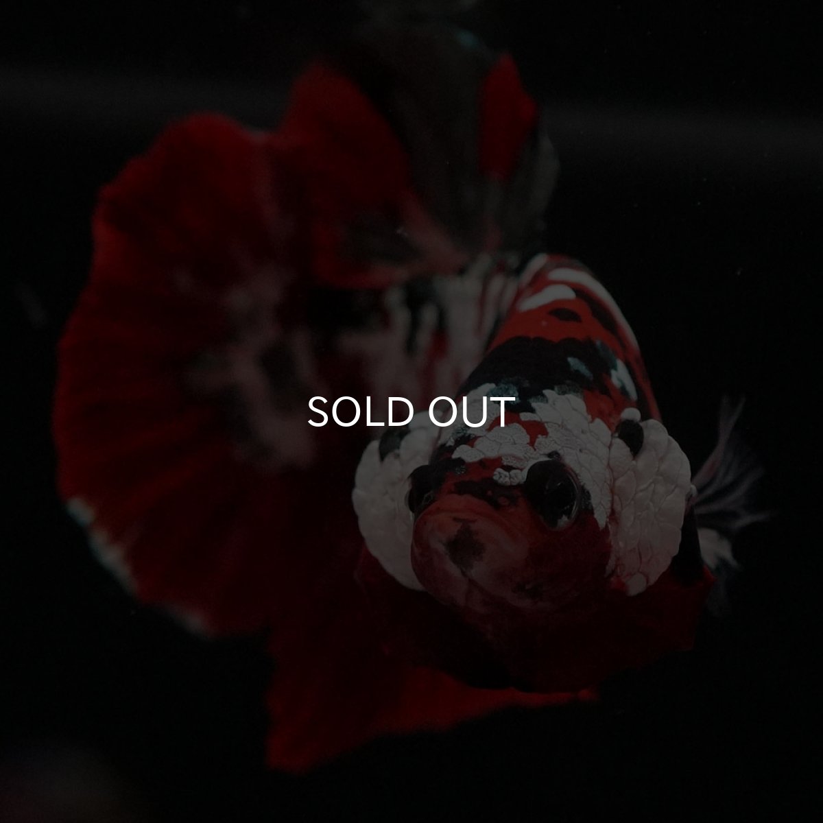 画像8: HMPK 鯉カッパーギャラクシー (8)