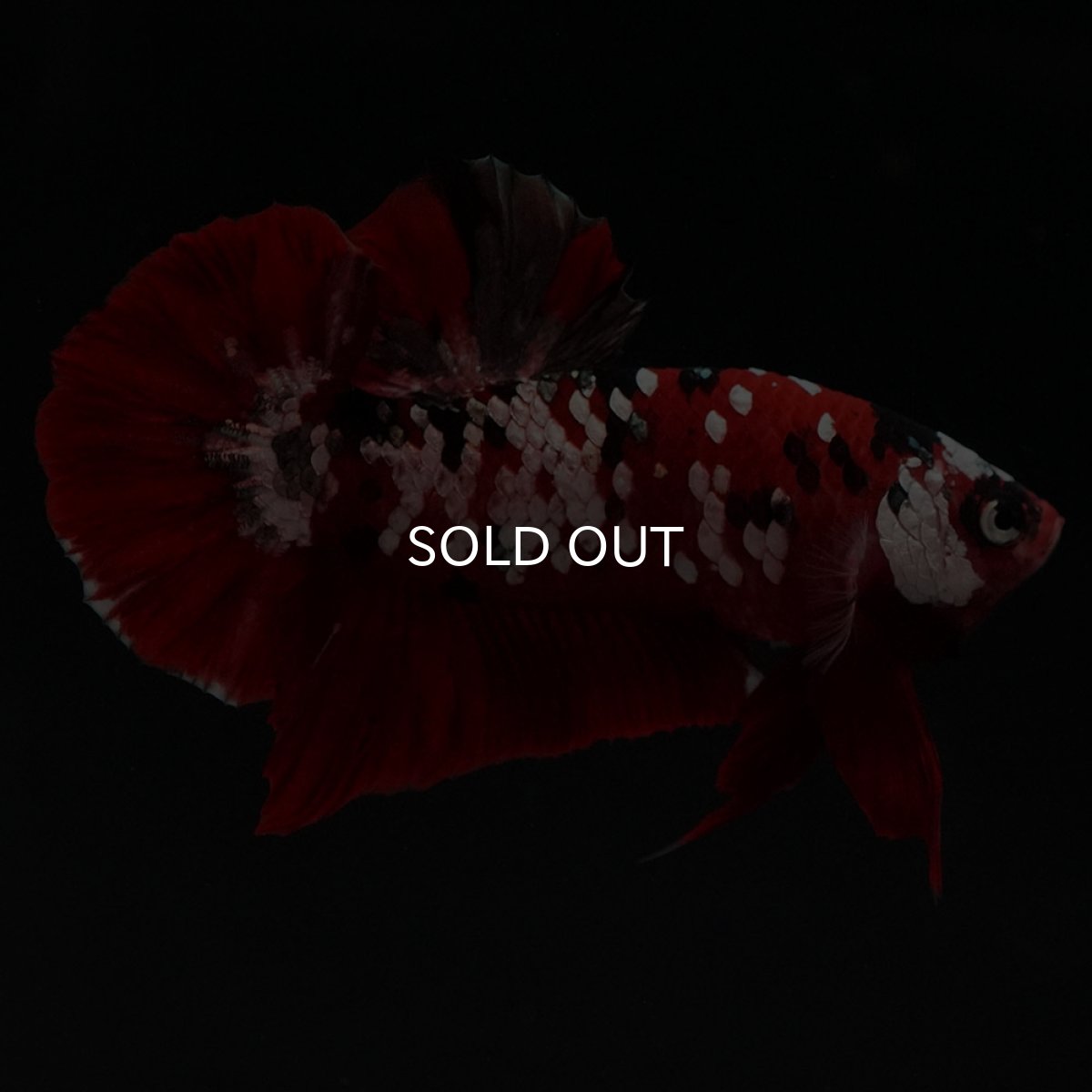 画像6: HMPK 鯉カッパーギャラクシー (6)