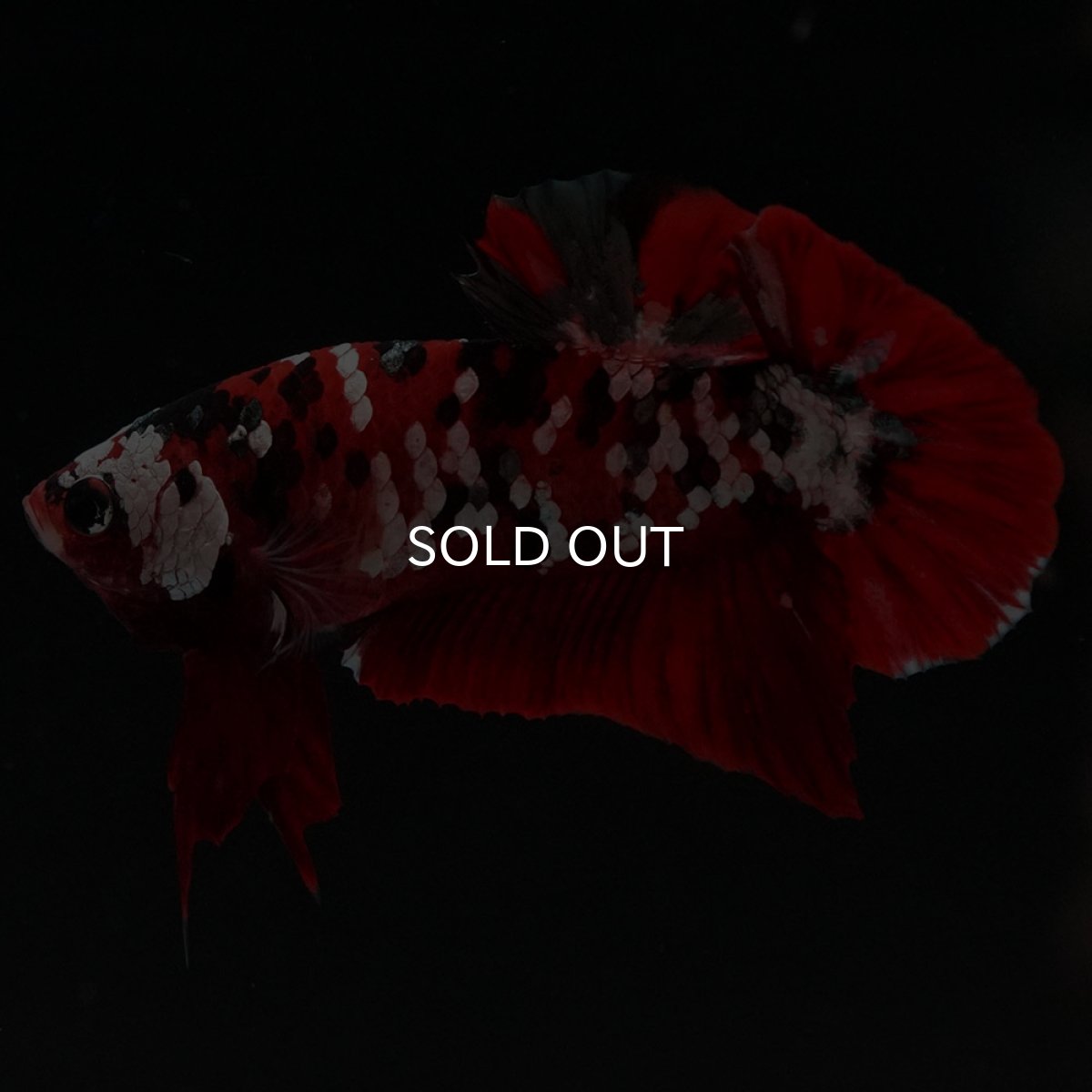 画像2: HMPK 鯉カッパーギャラクシー (2)