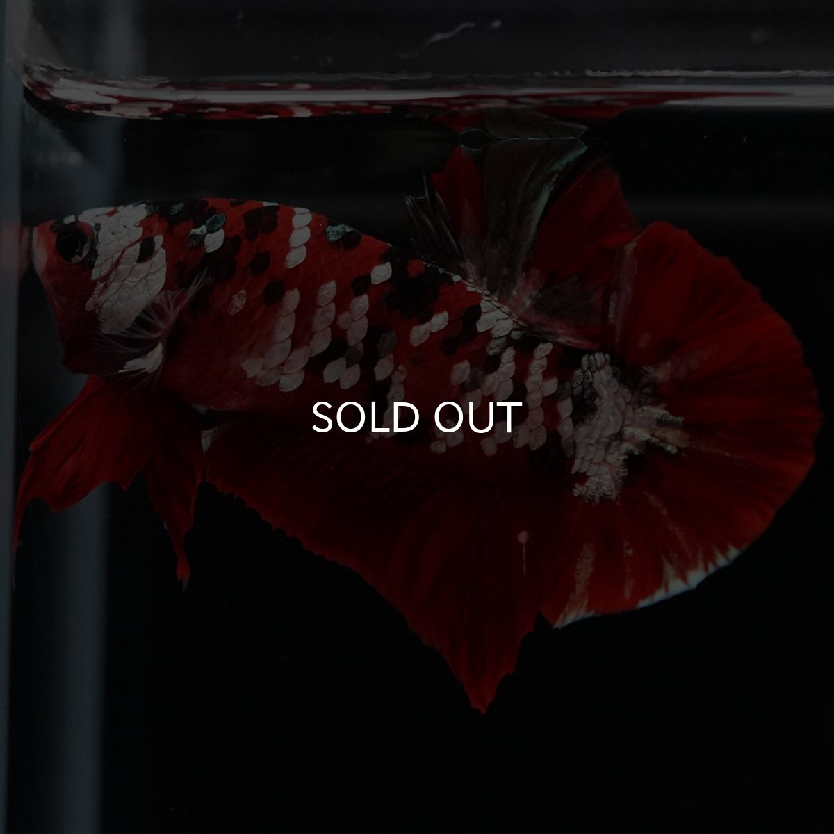 画像7: HMPK 鯉カッパーギャラクシー (7)