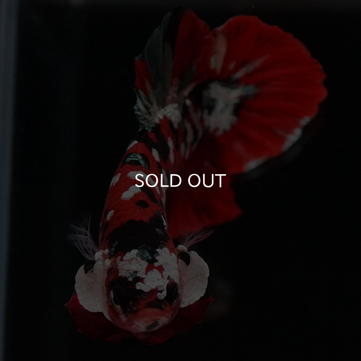 画像3: HMPK 鯉カッパーギャラクシー (3)