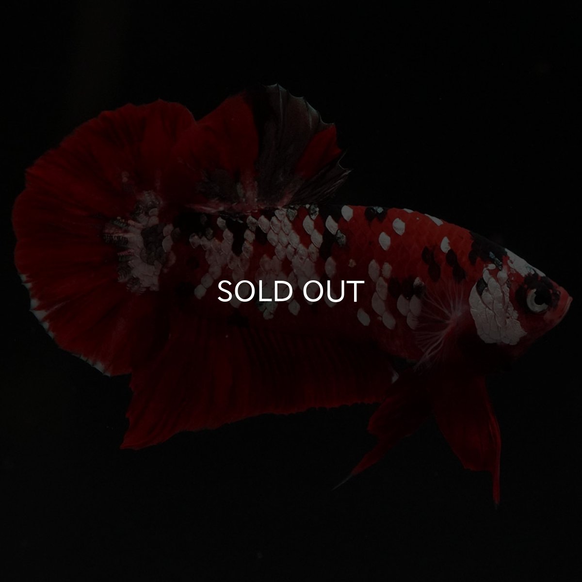 画像4: HMPK 鯉カッパーギャラクシー (4)