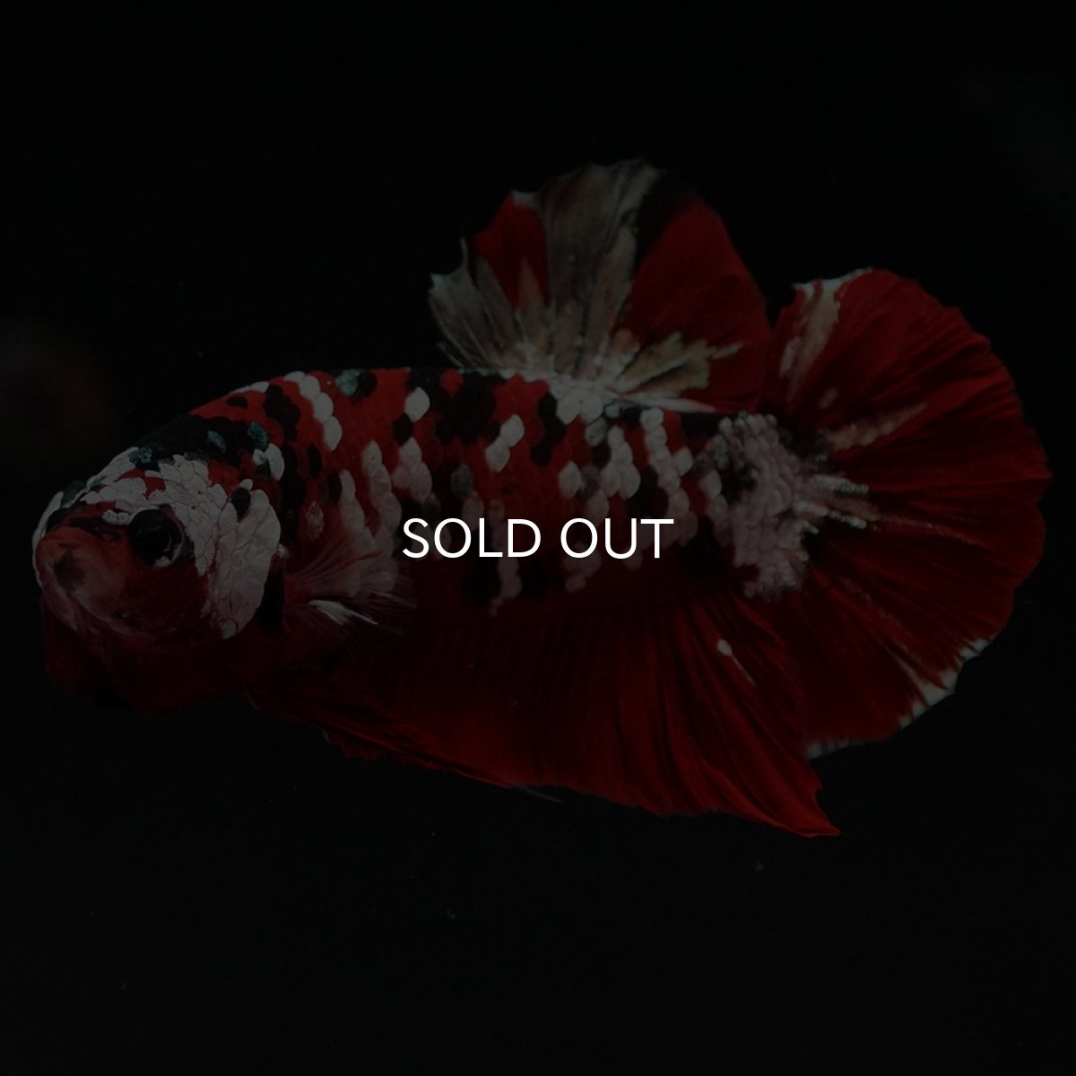 画像5: HMPK 鯉カッパーギャラクシー (5)