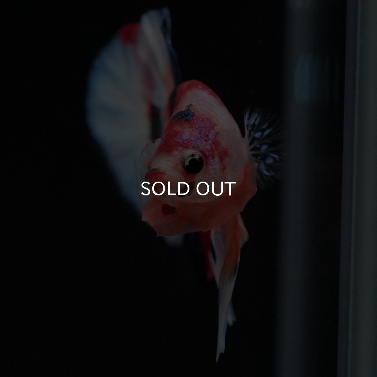 画像10: HMPK キャンディ (10)