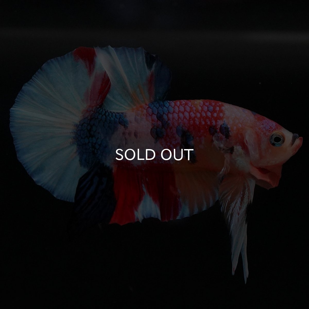 画像5: HMPK キャンディ (5)