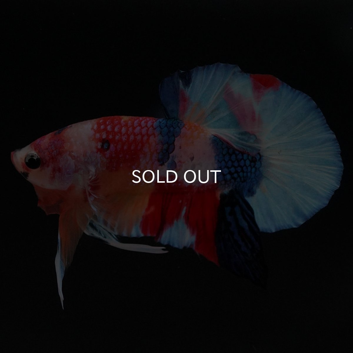 画像9: HMPK キャンディ (9)