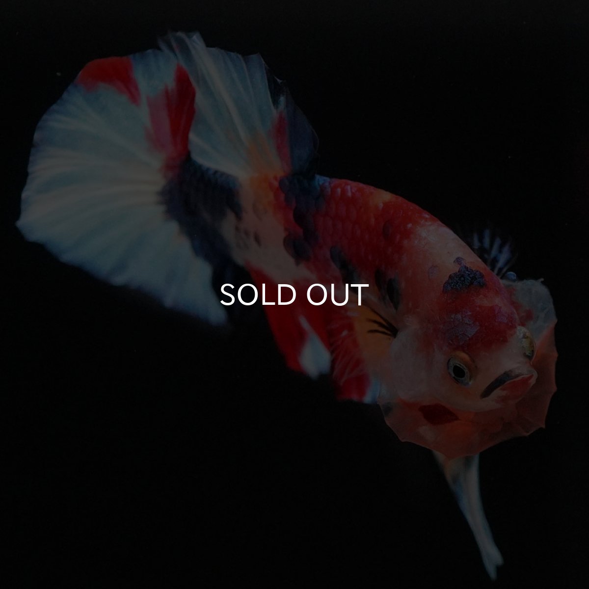 画像8: HMPK キャンディ (8)