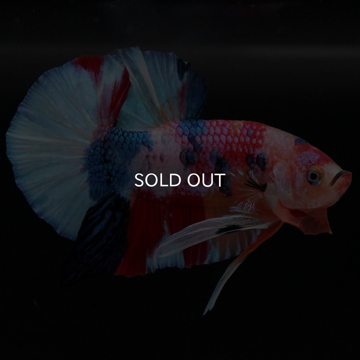 画像7: HMPK キャンディ (7)