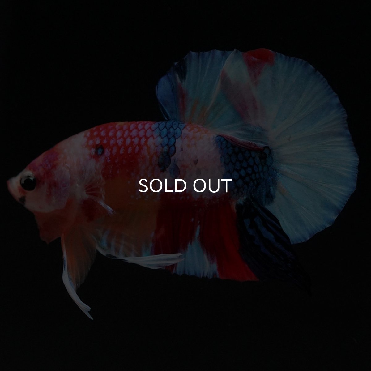 画像6: HMPK キャンディ (6)