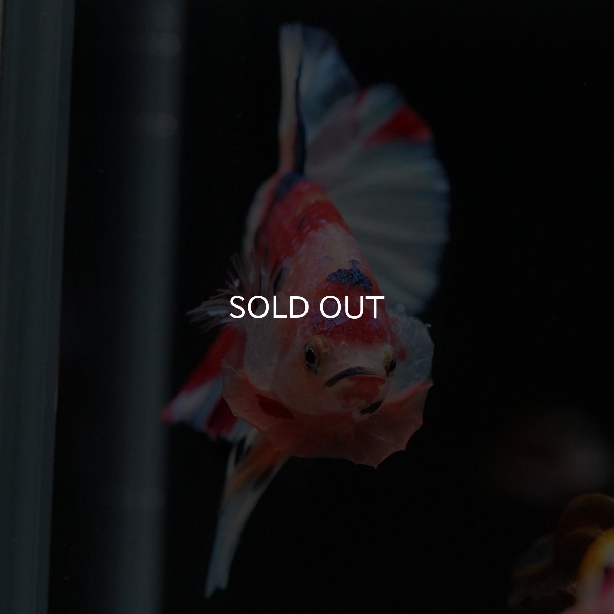 画像3: HMPK キャンディ (3)