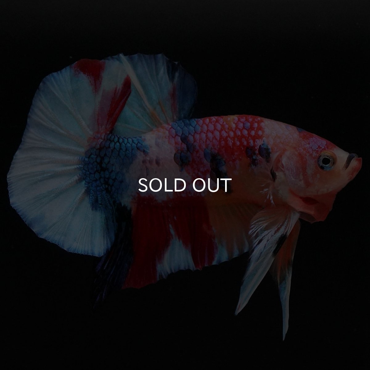 画像2: HMPK キャンディ (2)