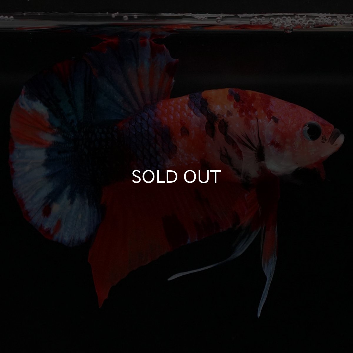 画像3: HMPK キャンディ (3)