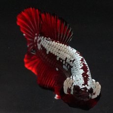画像4: HMPK　ブラックレッドサムライ (4)