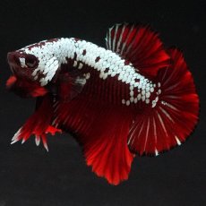 画像3: HMPK　ブラックレッドサムライ (3)