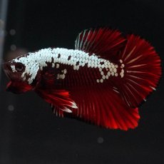 画像6: HMPK　ブラックレッドサムライ (6)