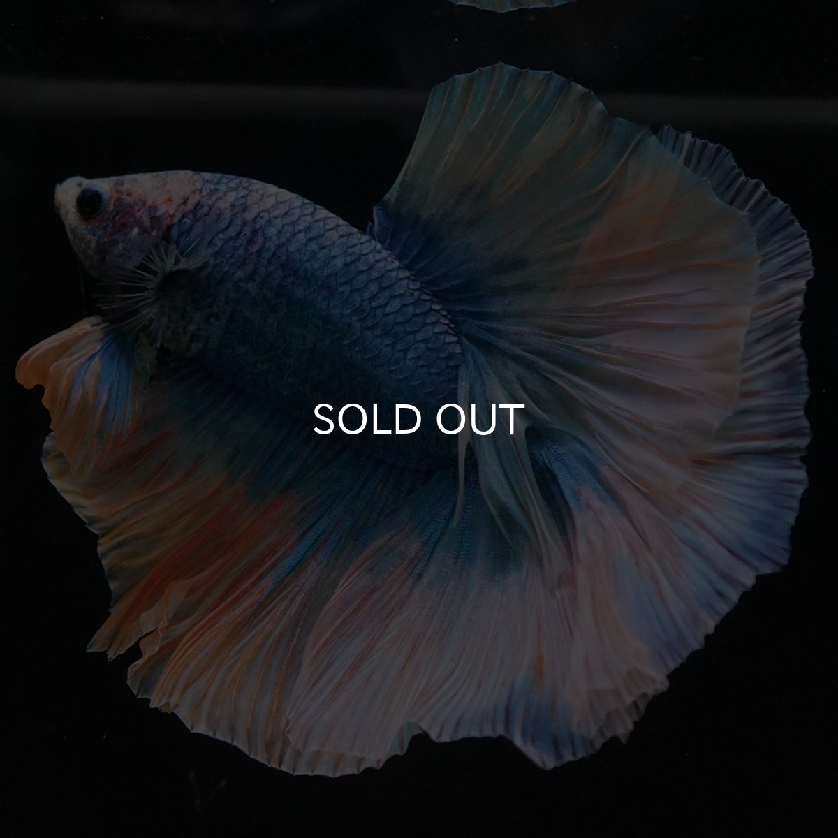 画像3: HM イエローブルー (3)