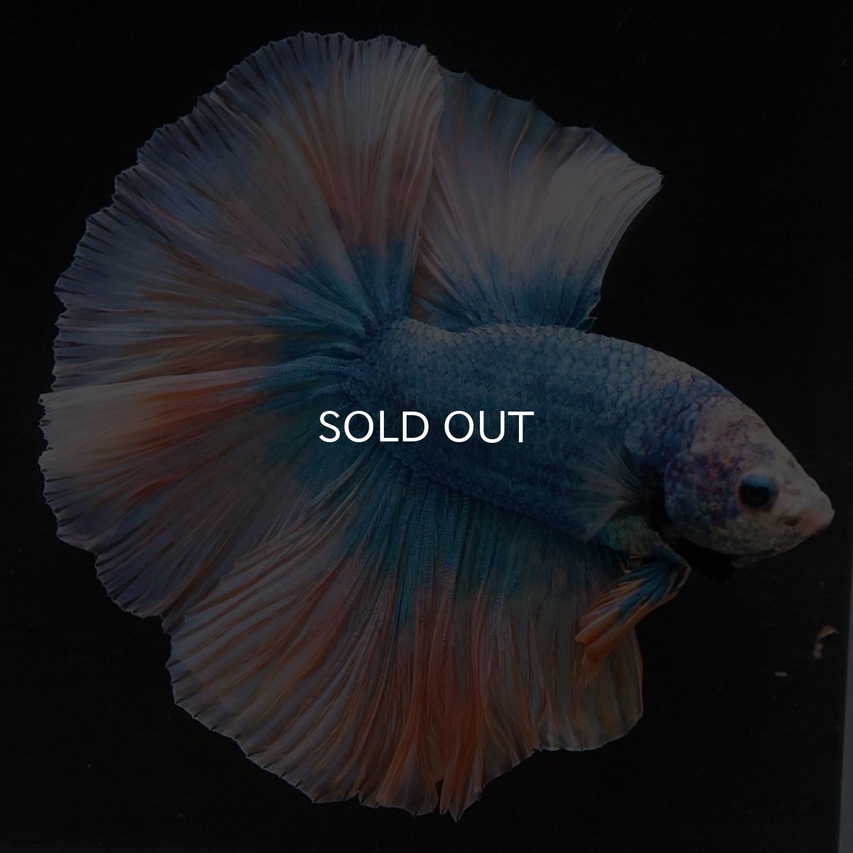 画像4: HM イエローブルー (4)