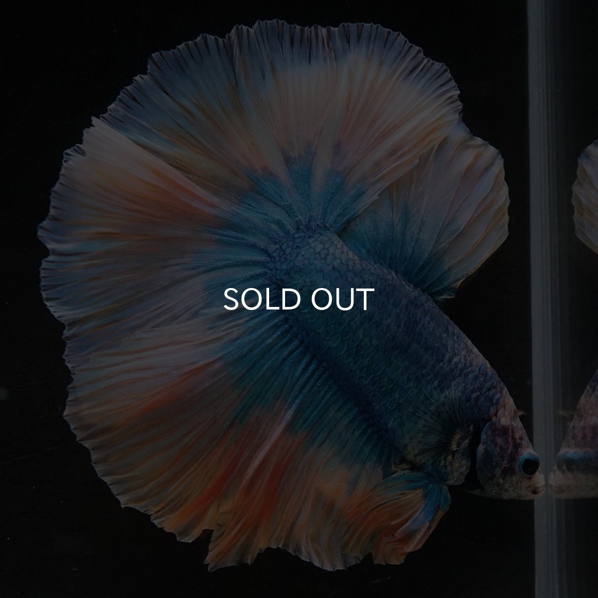 画像5: HM イエローブルー (5)