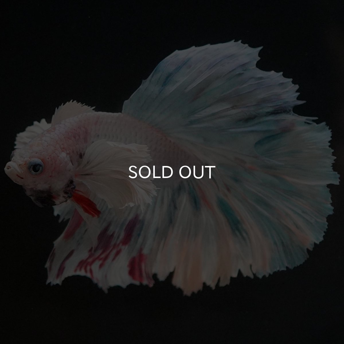 画像8: HMダンボ ホワイトファンシー (8)