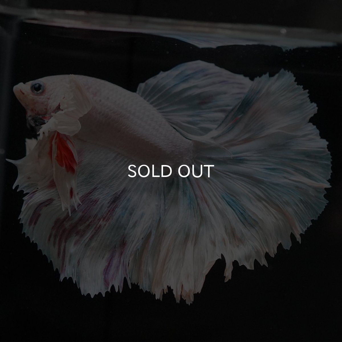 画像6: HMダンボ ホワイトファンシー (6)