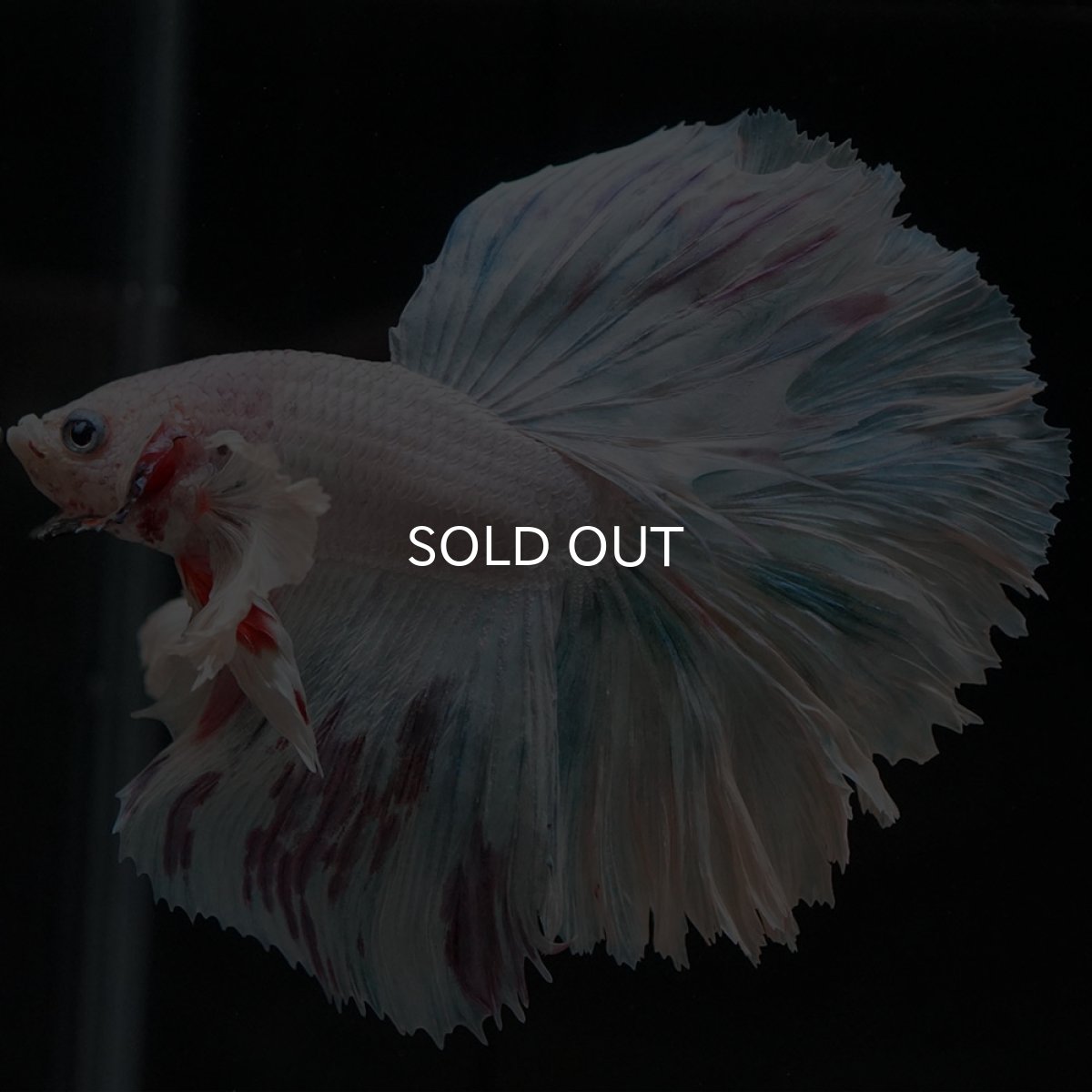 画像4: HMダンボ ホワイトファンシー (4)