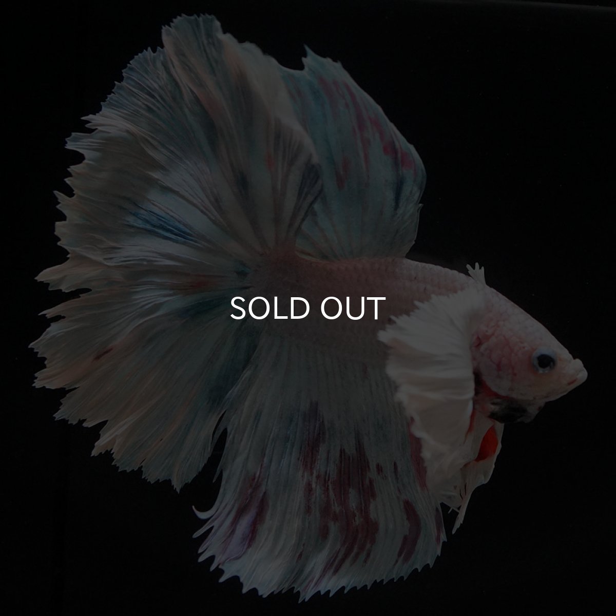 画像9: HMダンボ ホワイトファンシー (9)