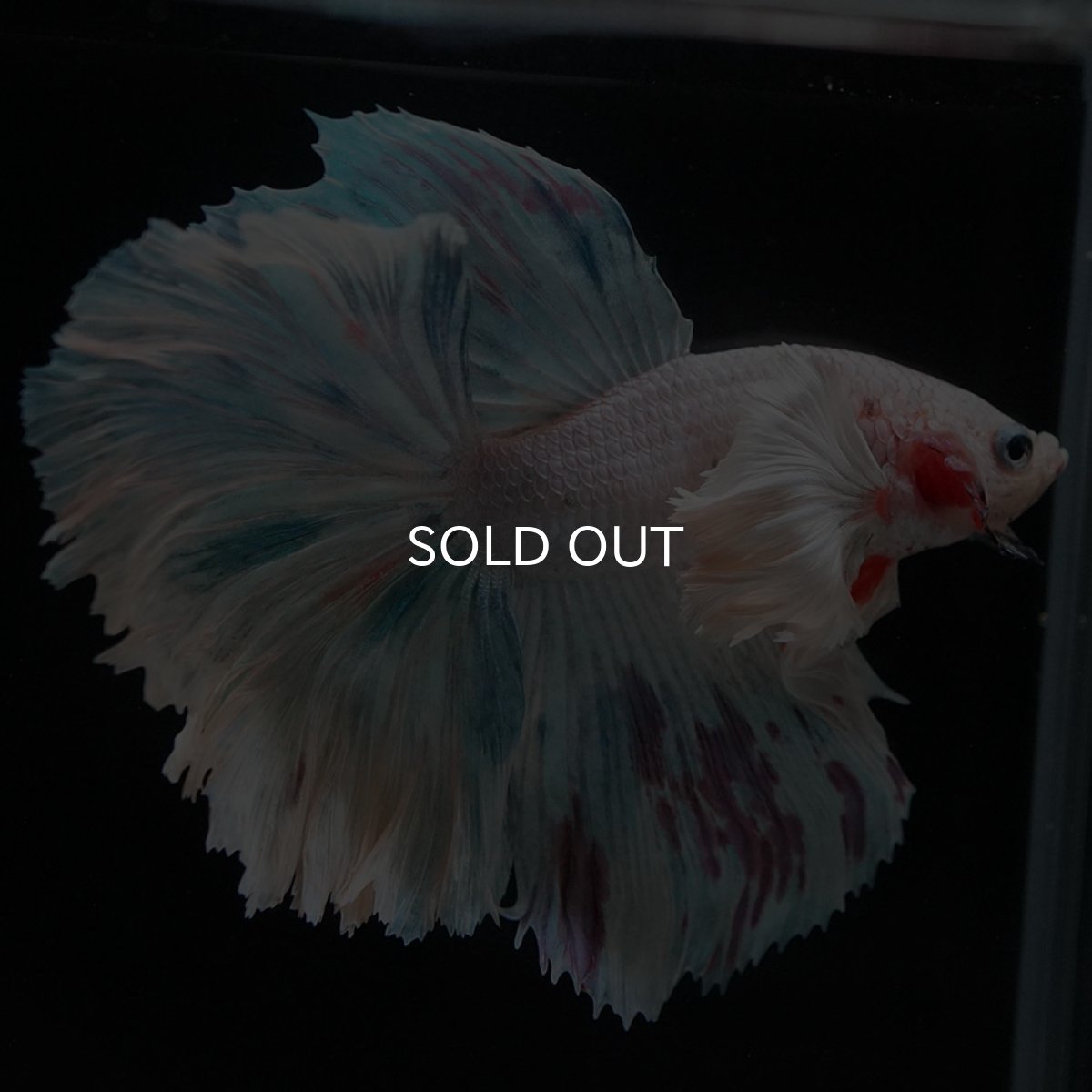 画像2: HMダンボ ホワイトファンシー (2)