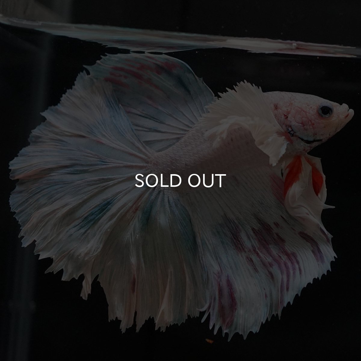 画像5: HMダンボ ホワイトファンシー (5)