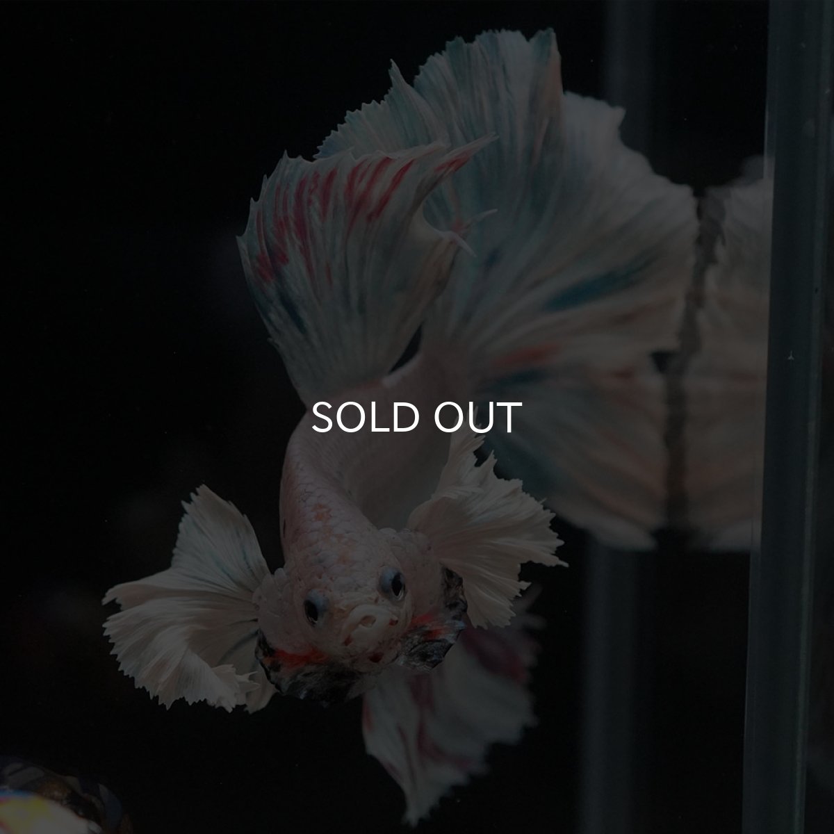 画像3: HMダンボ ホワイトファンシー (3)