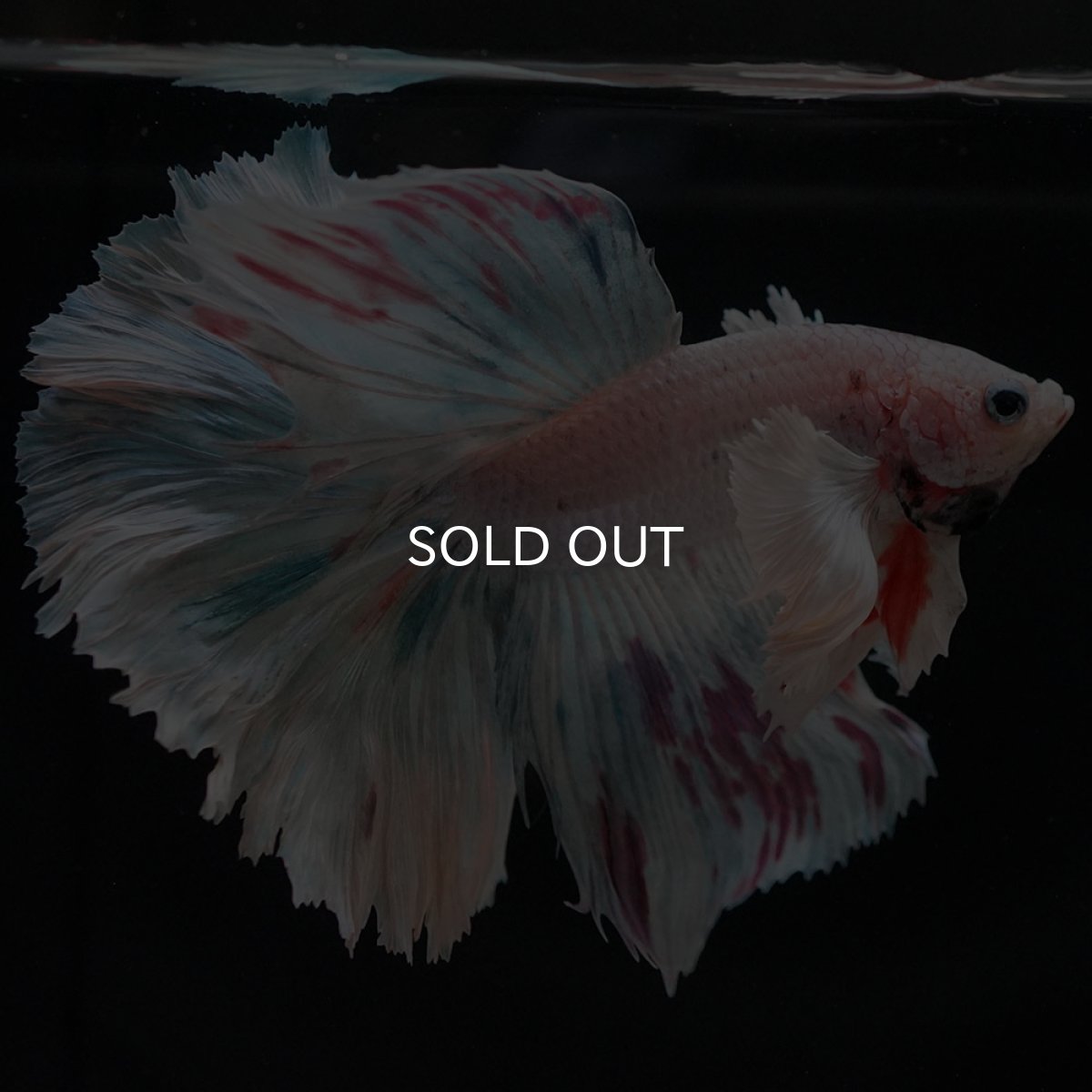 画像7: HMダンボ ホワイトファンシー (7)