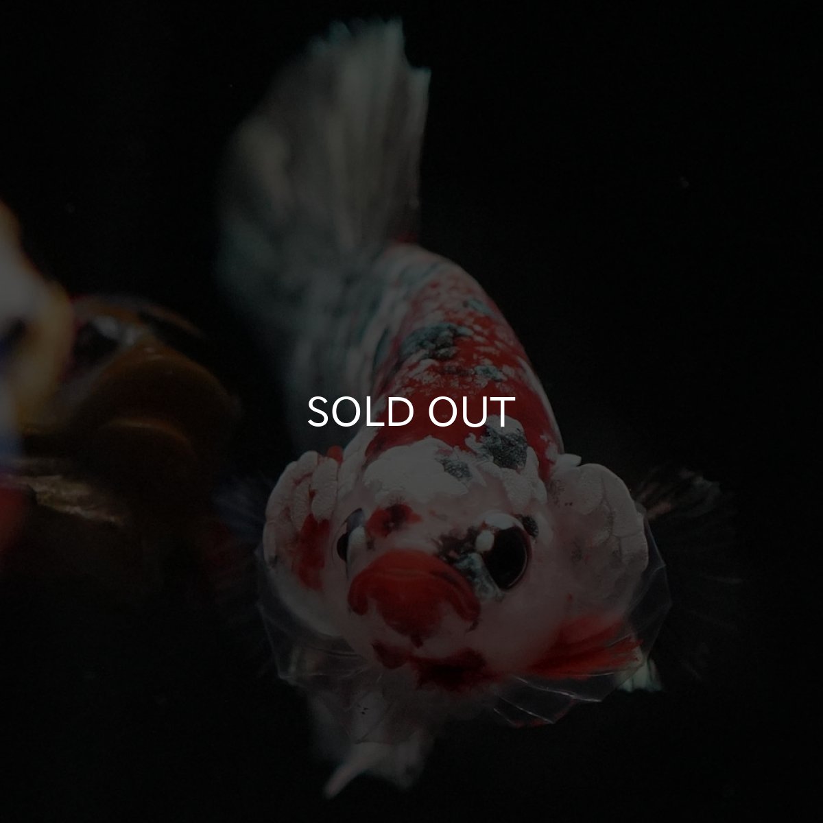 画像4: HMPK 鯉カッパー (4)