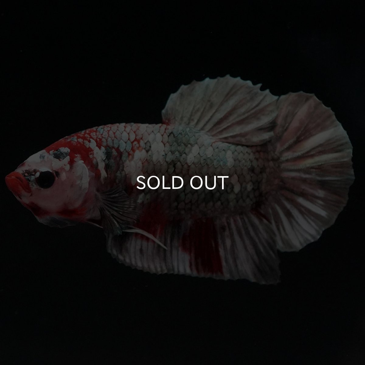 画像5: HMPK 鯉カッパー (5)