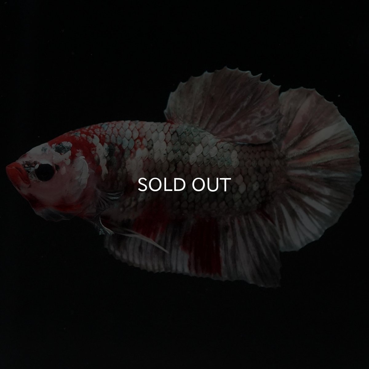 画像12: HMPK 鯉カッパー (12)