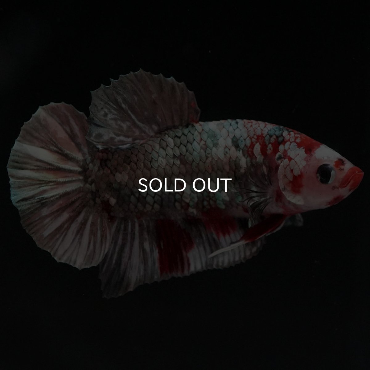 画像2: HMPK 鯉カッパー (2)