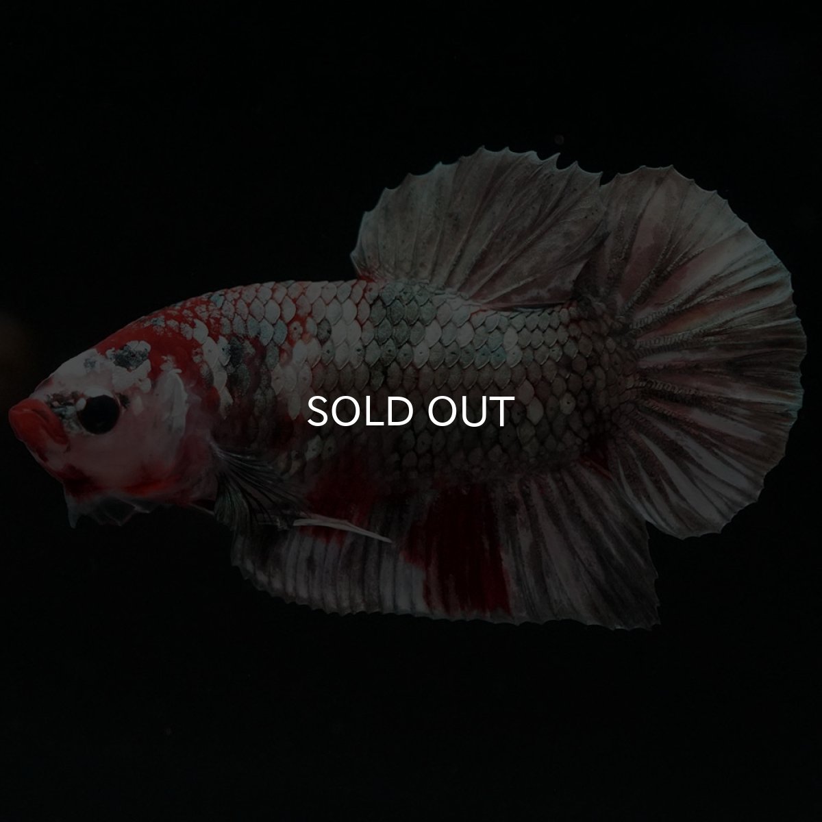 画像11: HMPK 鯉カッパー (11)