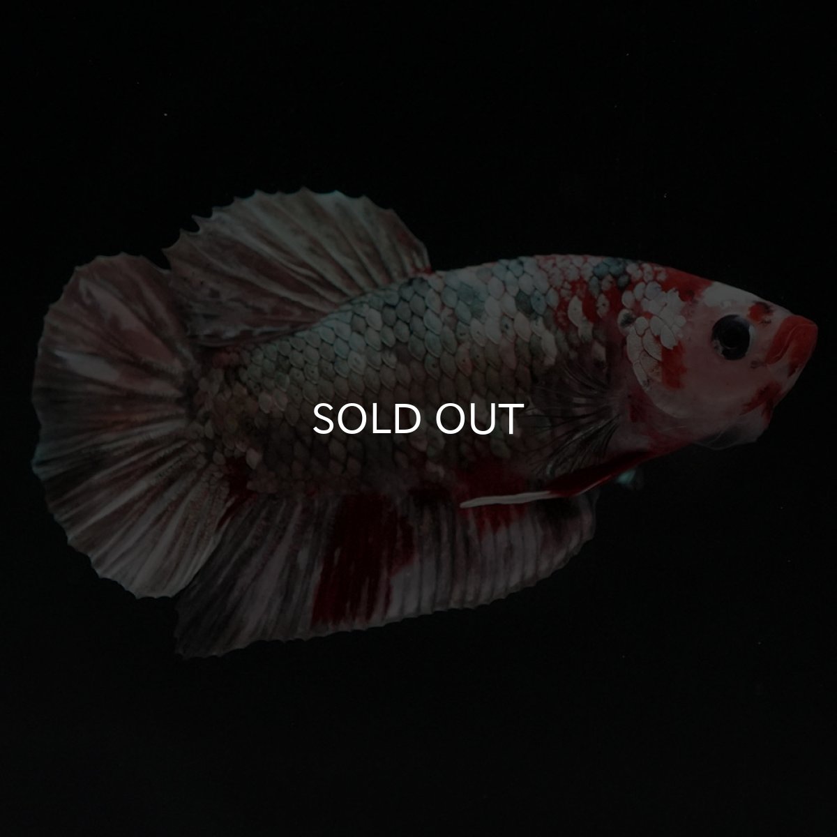 画像10: HMPK 鯉カッパー (10)