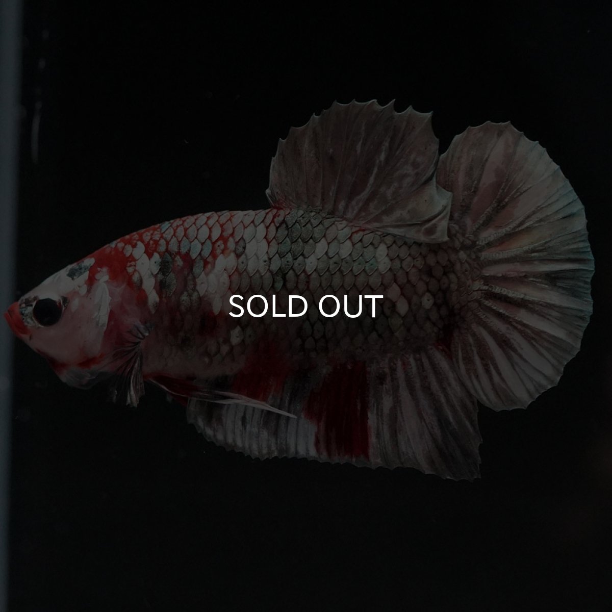 画像9: HMPK 鯉カッパー (9)