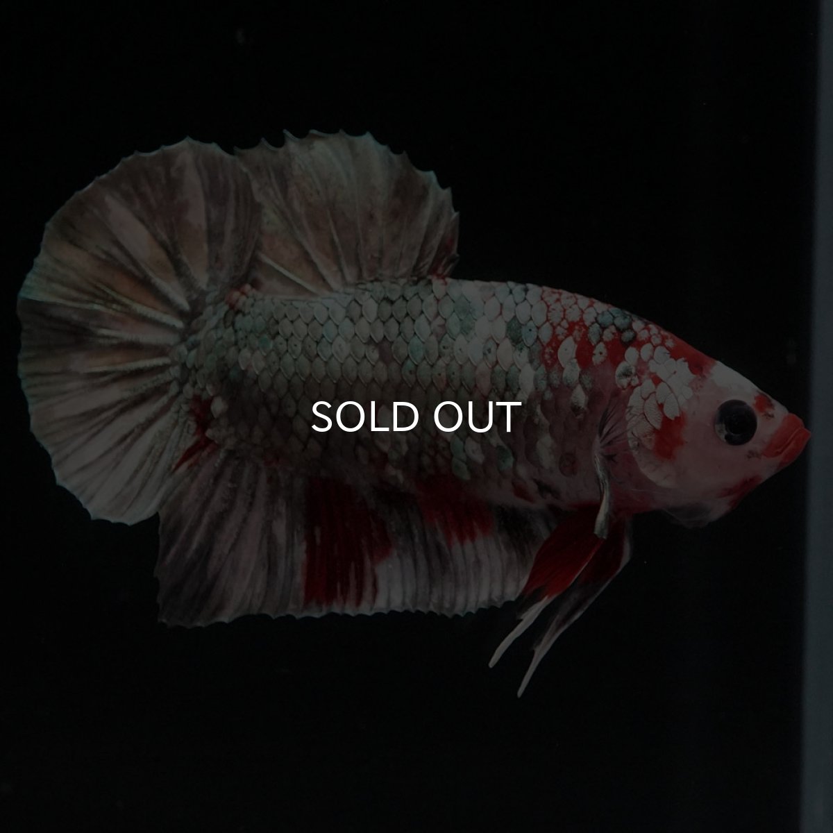 画像8: HMPK 鯉カッパー (8)