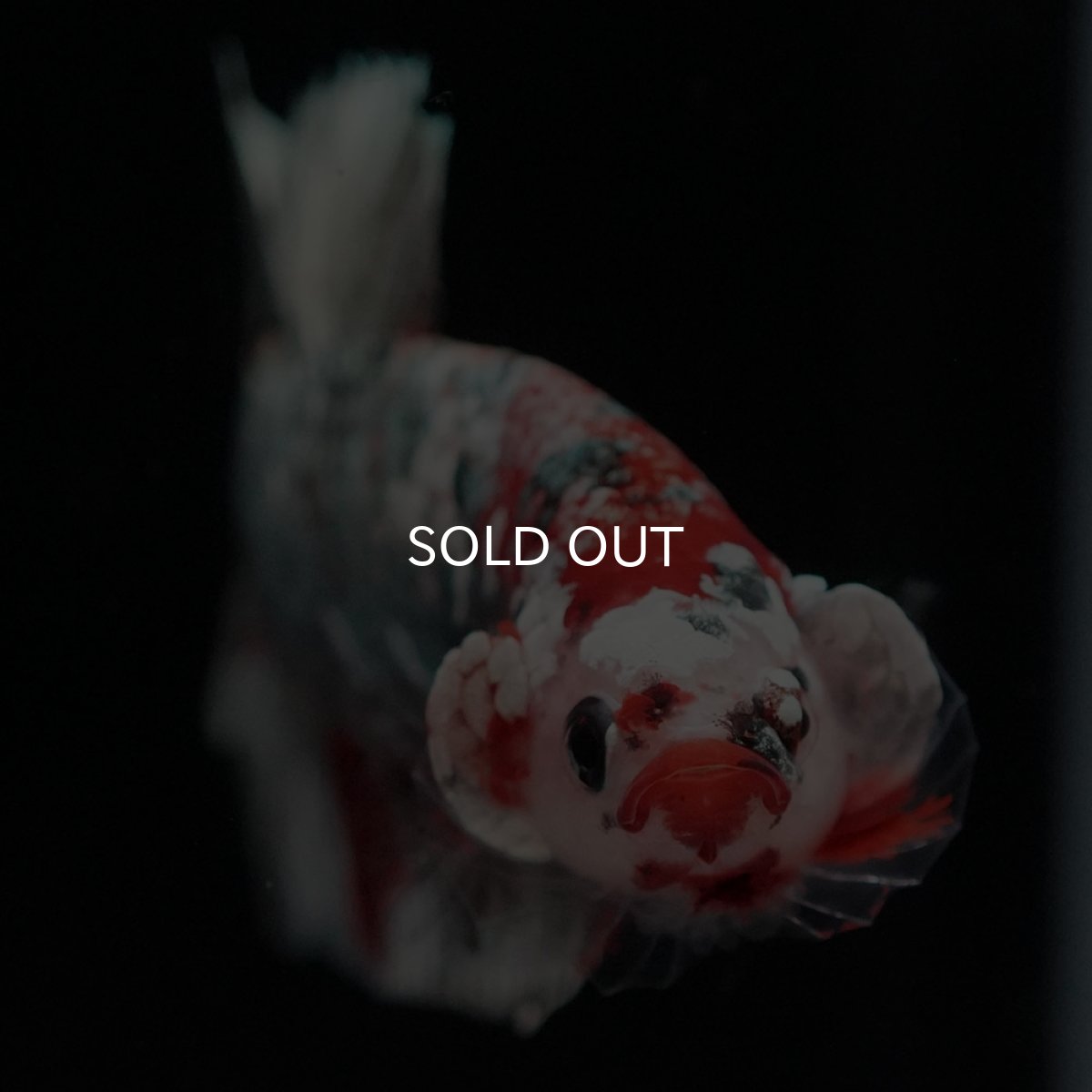 画像3: HMPK 鯉カッパー (3)