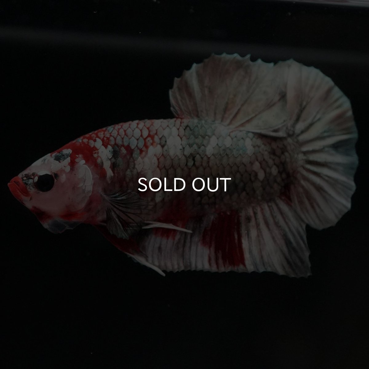 画像7: HMPK 鯉カッパー (7)