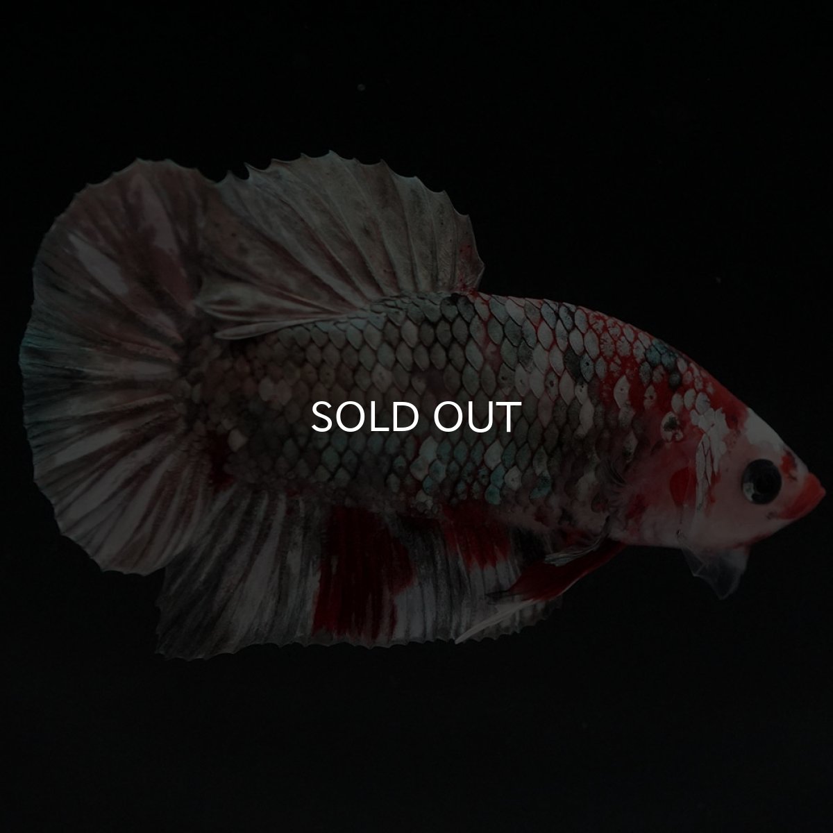 画像6: HMPK 鯉カッパー (6)