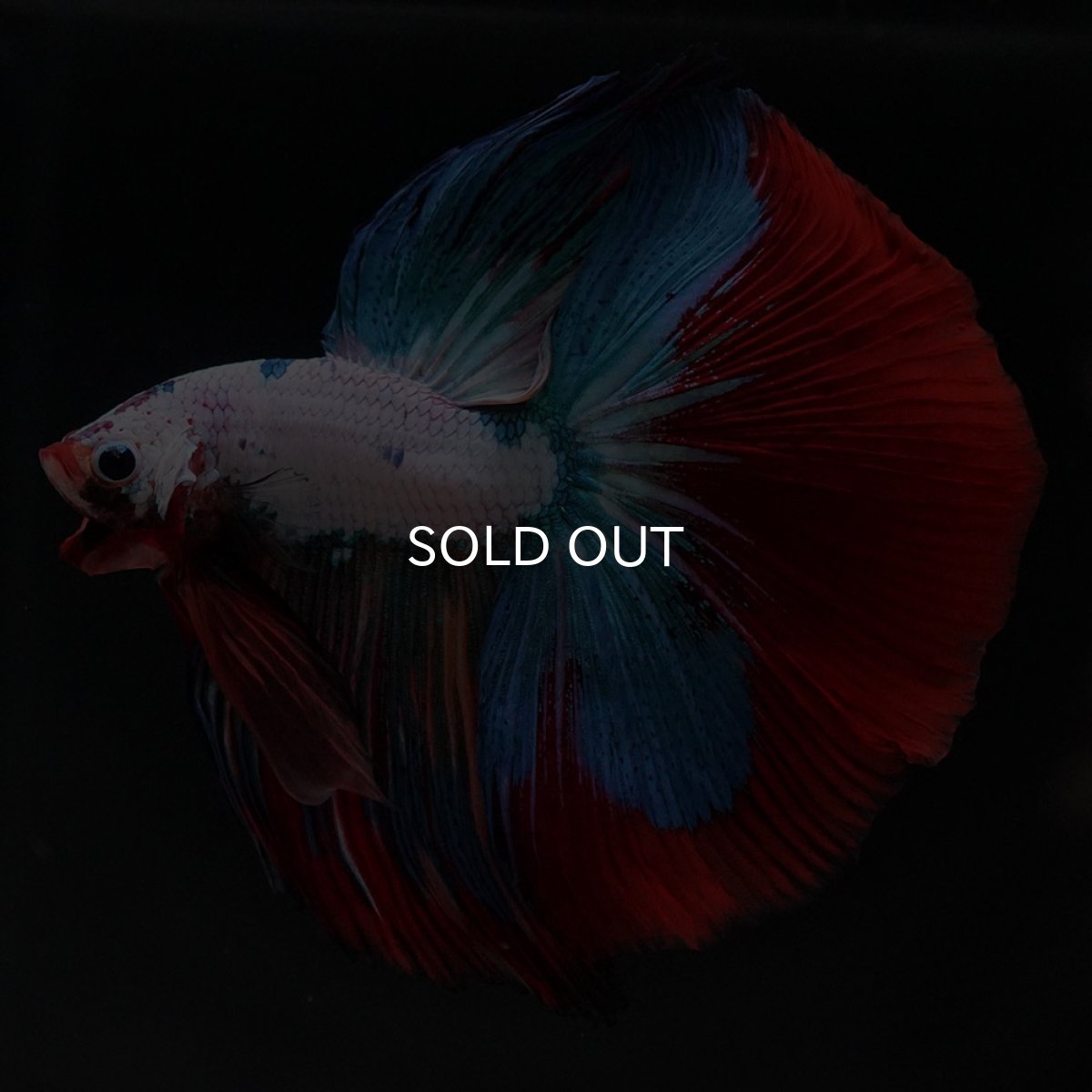 画像5: HM ホワイトファンシー (5)