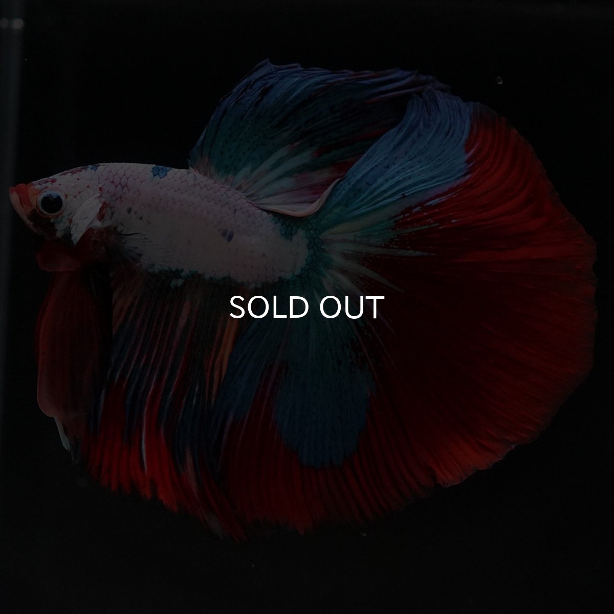 画像3: HM ホワイトファンシー (3)