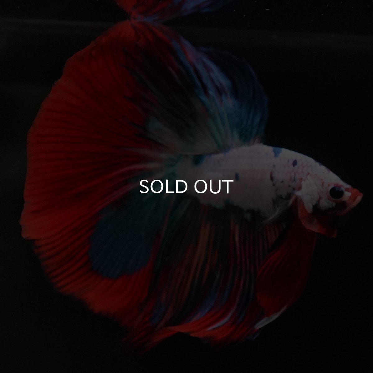 画像6: HM ホワイトファンシー (6)