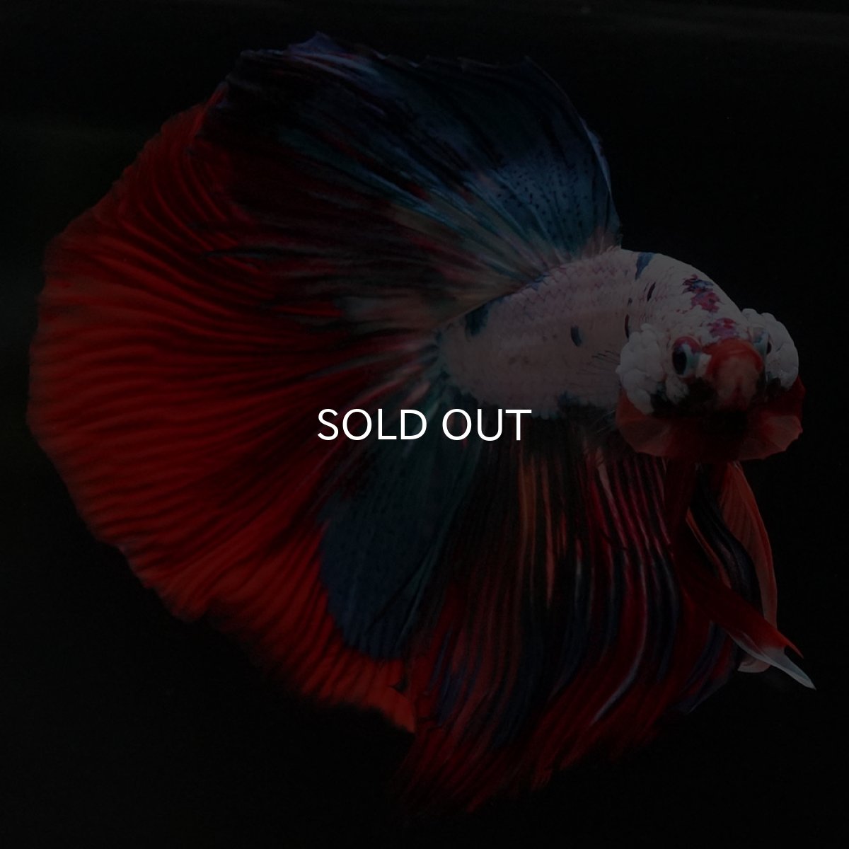 画像8: HM ホワイトファンシー (8)