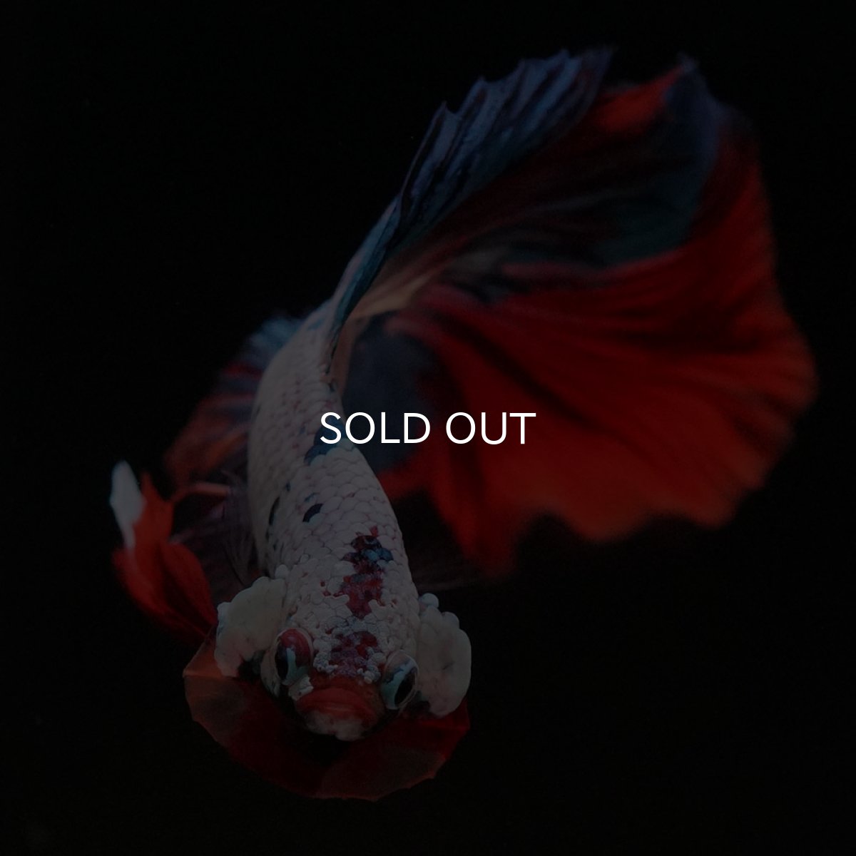 画像9: HM ホワイトファンシー (9)