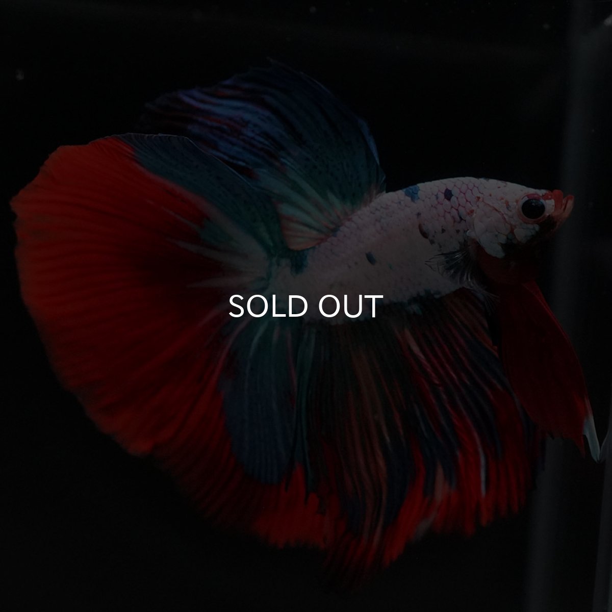 画像12: HM ホワイトファンシー (12)