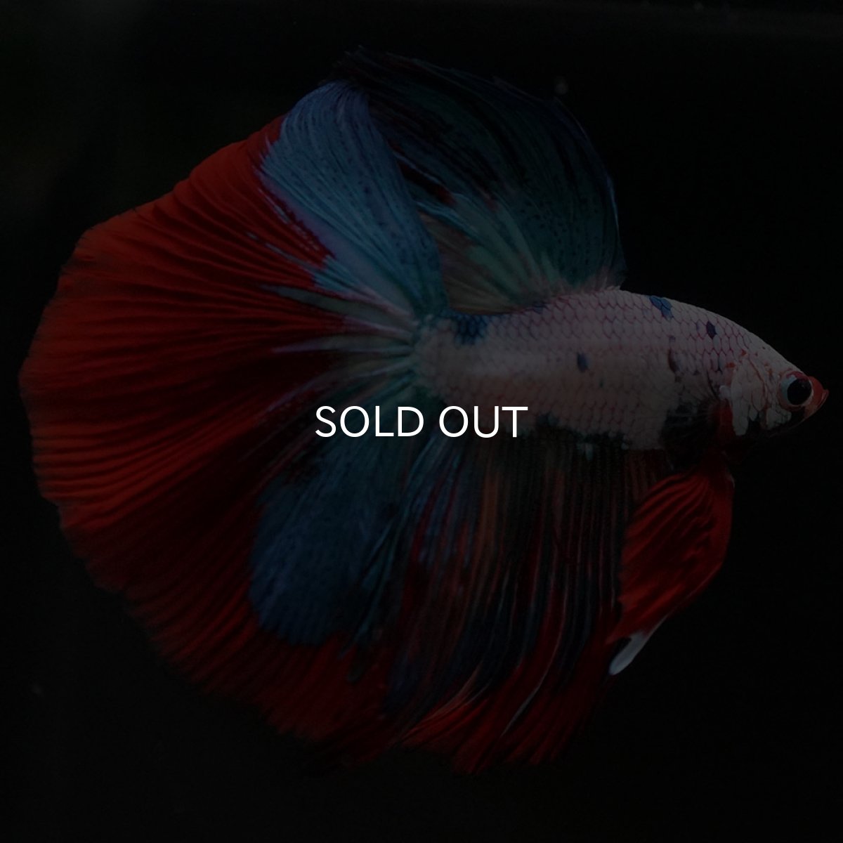 画像10: HM ホワイトファンシー (10)